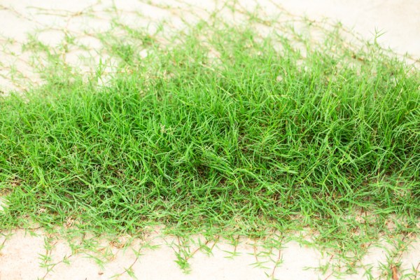 Σπόροι γκαζόν Αγριάδα Βερμούδα Ουγκάντα